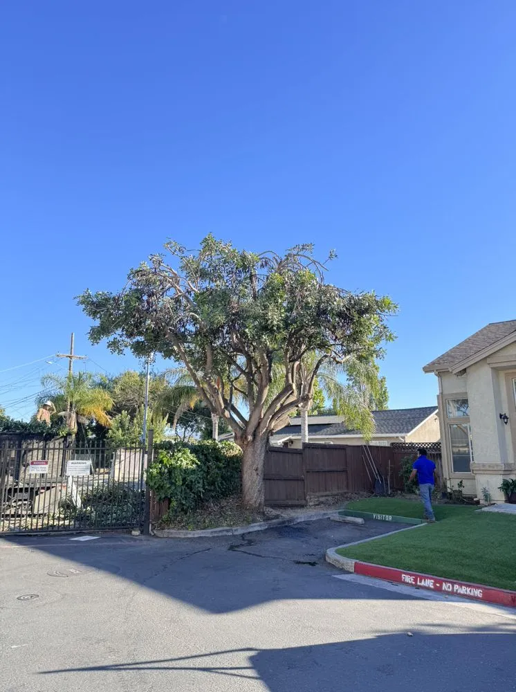 Local yard maintenance for homes in San Jose, CA by Vasquez Tree Specialists & Landscaping