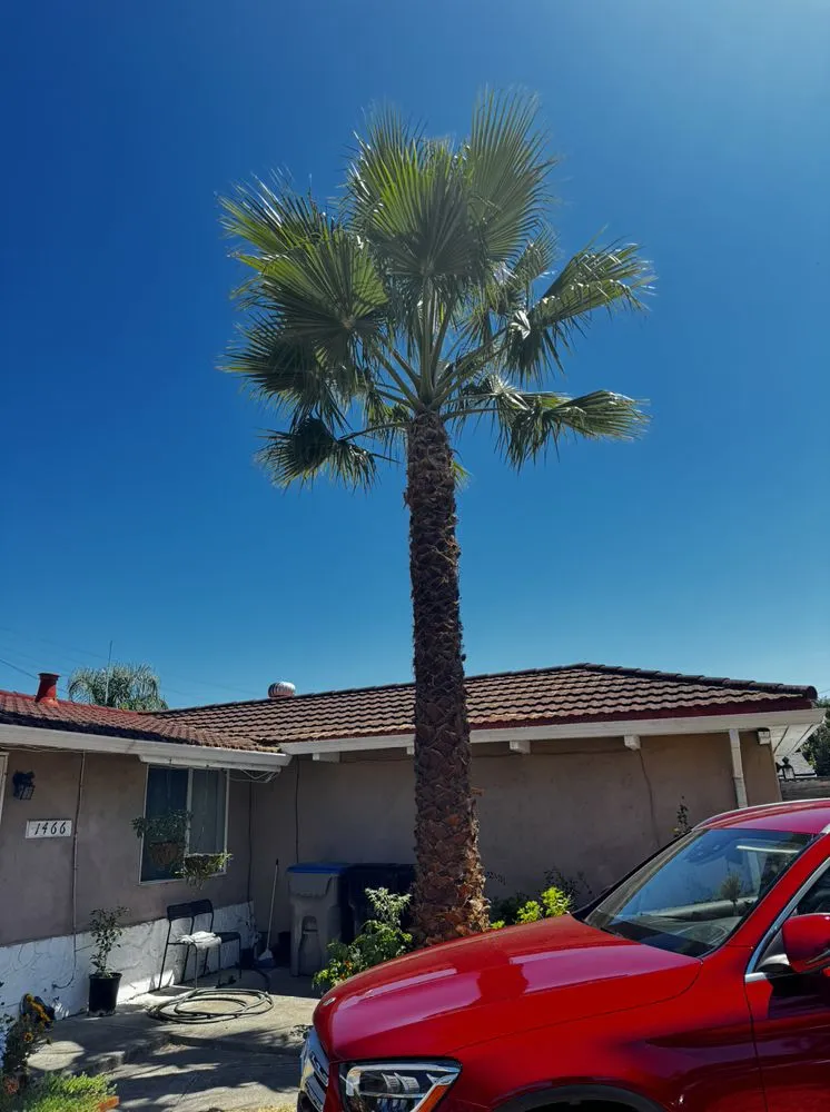 Professional yard cleanup service for beautiful yards in San Jose, CA by Vasquez Tree Specialists & Landscaping