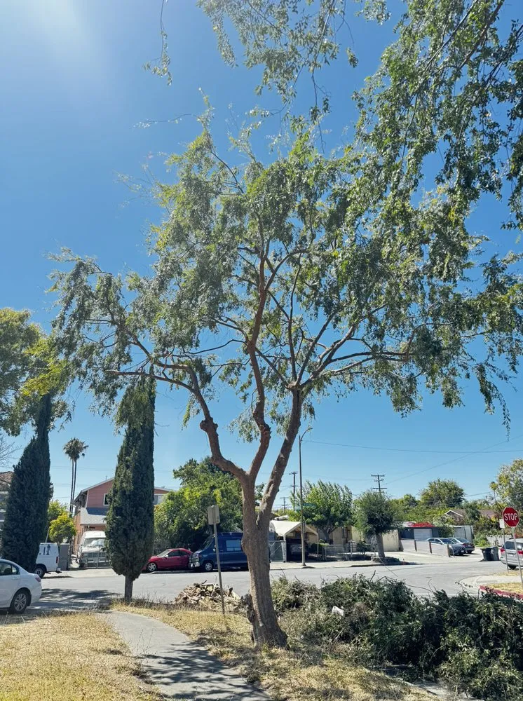 Trusted residential landscaping for homes across San Jose, CA - Vasquez Tree Specialists & Landscaping