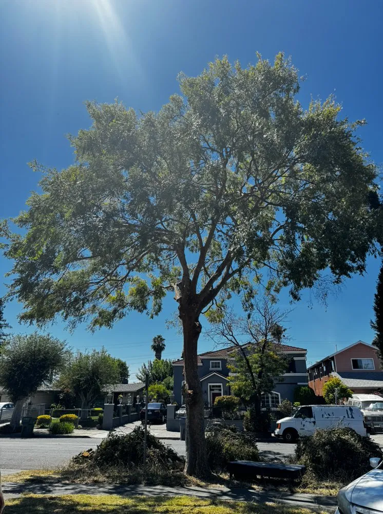 Trusted landscape installation near you in San Jose, CA by Vasquez Tree Specialists & Landscaping