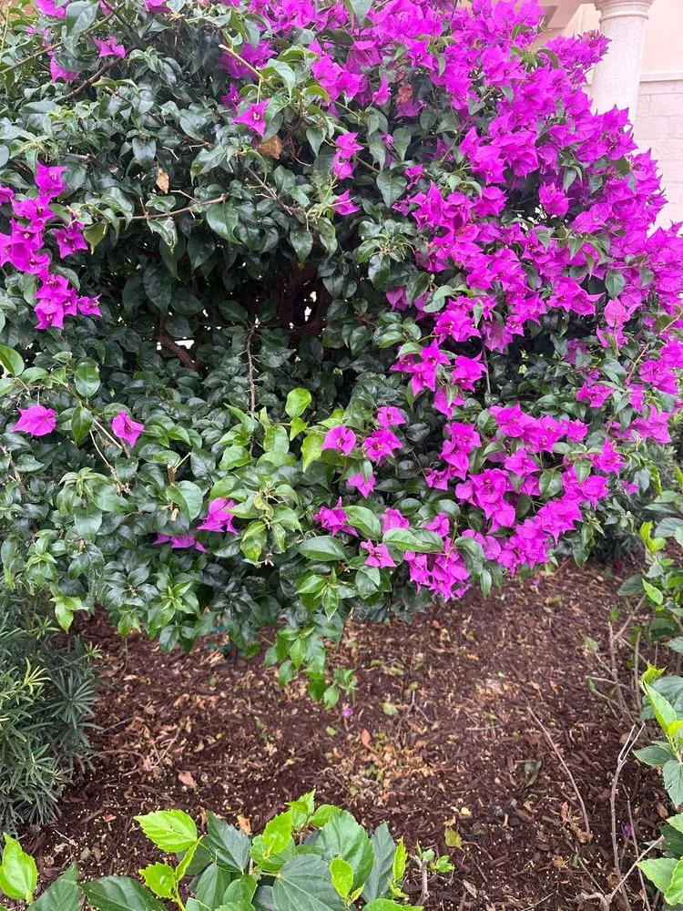 Custom outdoor landscaping in Greenacres, FL by Vastagos Lawn Care