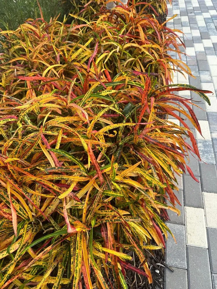 Trusted lawn mowing service in Greenacres, FL by Vastagos Lawn Care