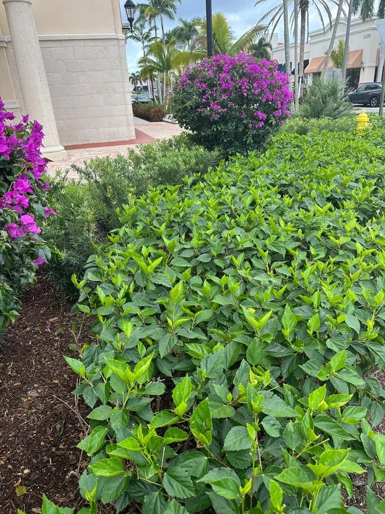 Expert yard cleanup service in Greenacres, FL by Vastagos Lawn Care