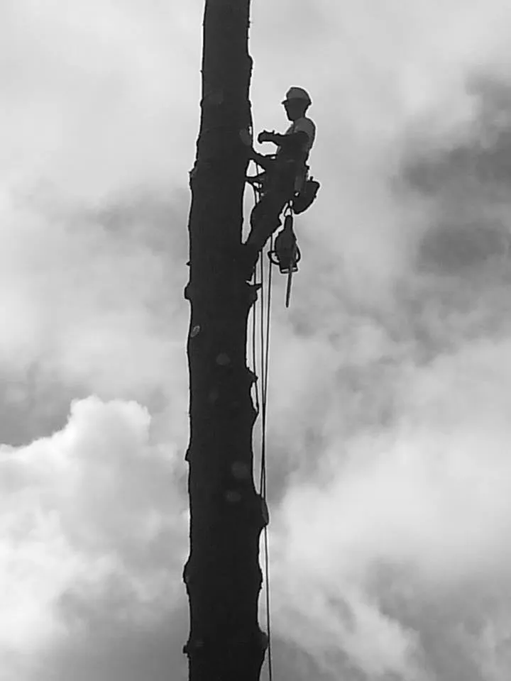 Custom lawn care service with custom design in Tarentum, PA by Vaughan's Tree Service and Landscaping