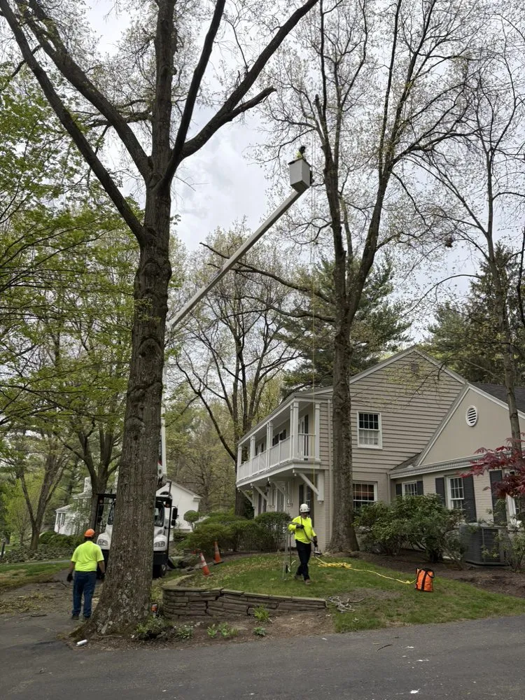 Trusted yard cleanup service for homes across Tarentum, PA - Vaughan's Tree Service and Landscaping