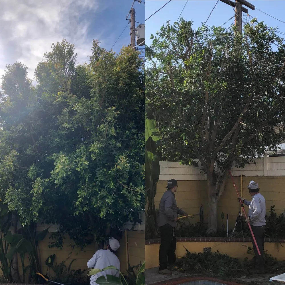 Affordable landscape design near you in Los Angeles, CA by Vazquez Gardening