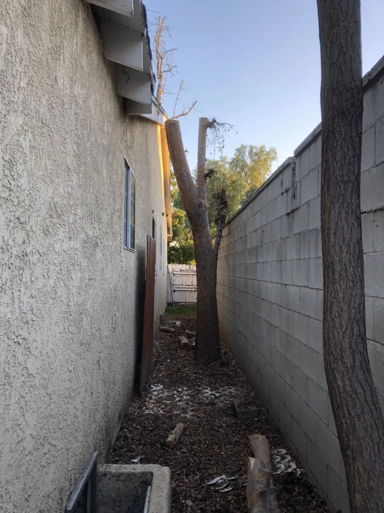 Top-rated lawn care service for year-round maintenance in Los Angeles, CA by Vazquez Gardening