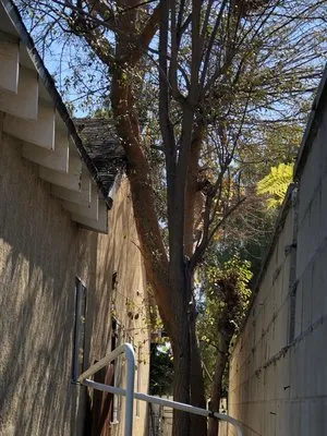 Vazquez Gardening Logo