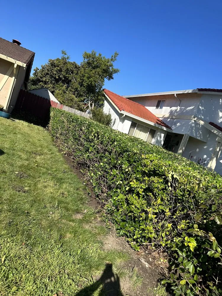 Trusted landscape installation experts serving San Carlos, CA - Vazquez Gardening Services