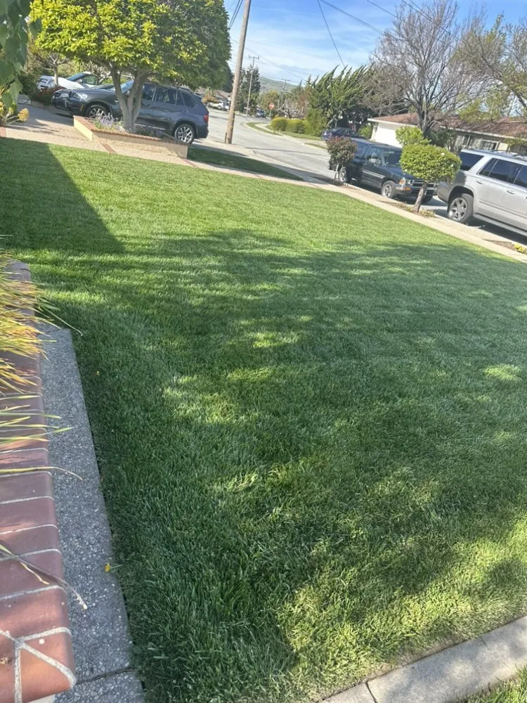 Local yard maintenance experts serving San Carlos, CA - Vazquez Gardening Services