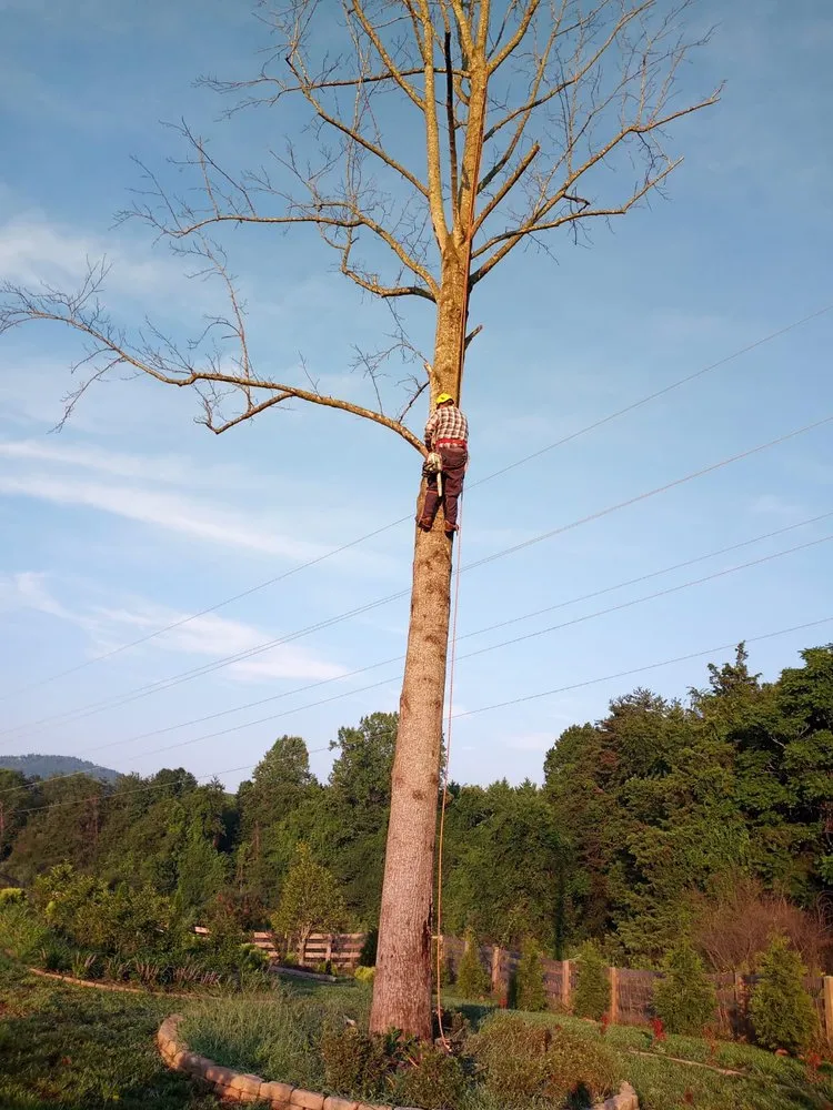 Custom yard cleanup service in Charlottesville, VA - Vazquez Landscaping & Tree Services