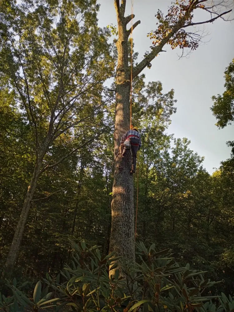 Top-rated garden landscaping for residential properties in Charlottesville, VA by Vazquez Landscaping & Tree Services