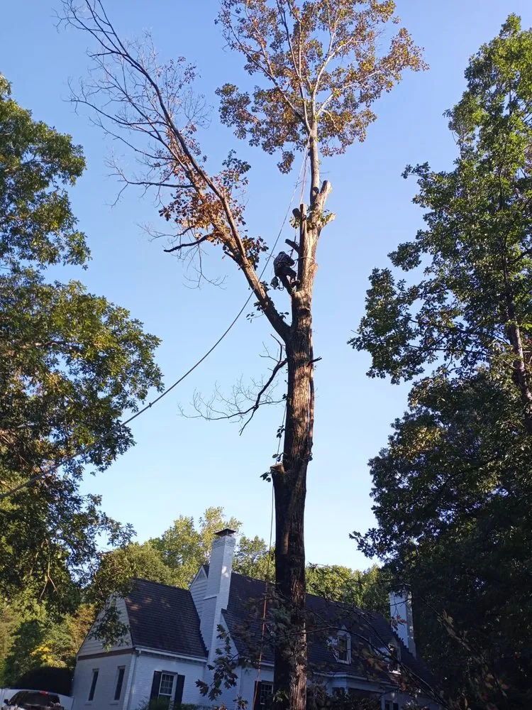 Expert garden landscaping for year-round maintenance in Charlottesville, VA by Vazquez Landscaping & Tree Services