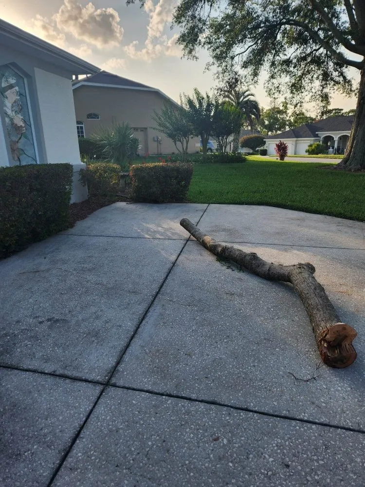 Reliable yard cleanup service with custom design in New Port Richey, FL by Vazquez Landscaping Care