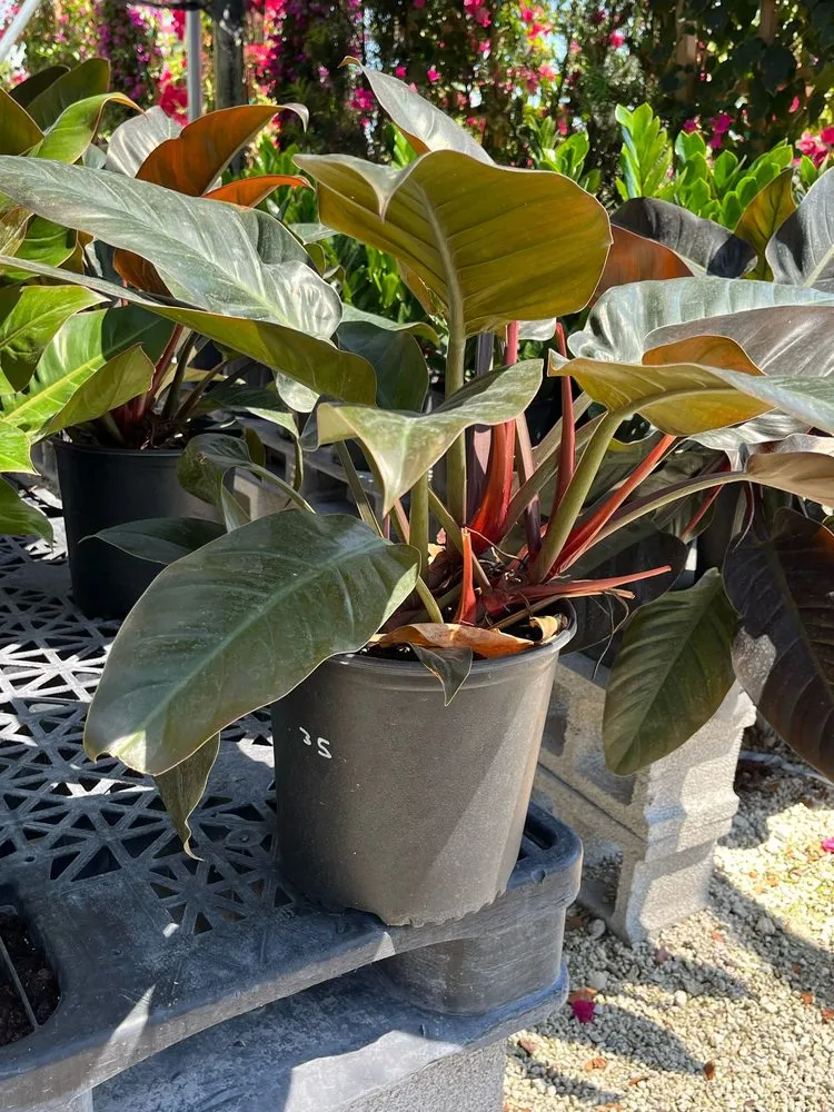 Custom landscape installation in Doral, FL by Vazquez Landscaping Services