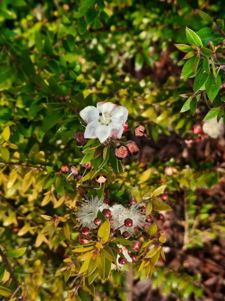 Reliable lawn care service for homes across Norco, CA - Vazquez Landscaping Services