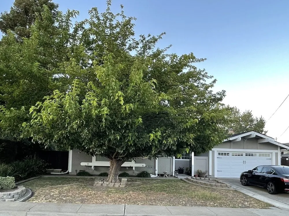 Local yard maintenance for beautiful yards across Concord, CA - Vazquez Tree Services and Landscaping