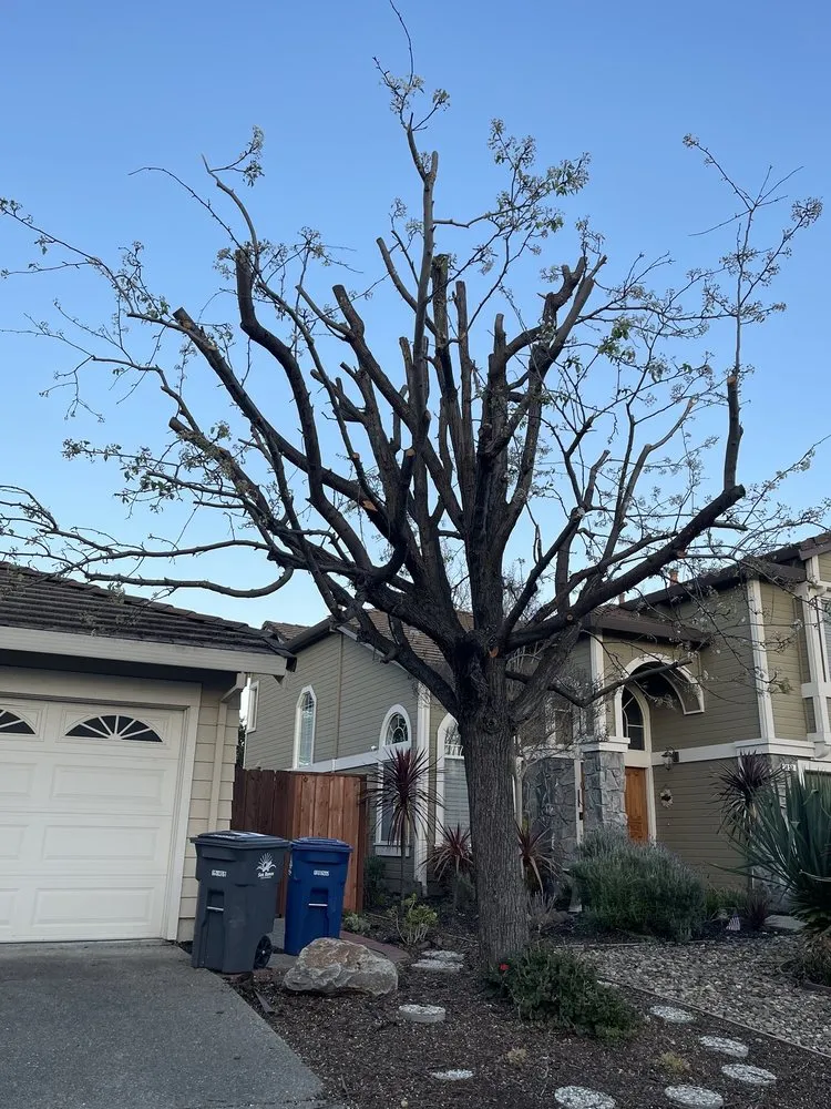Trusted yard cleanup service in Concord, CA - Vazquez Tree Services and Landscaping