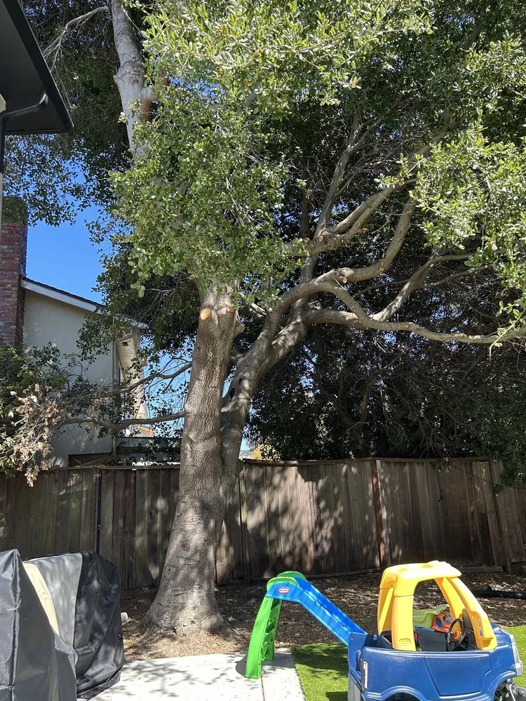 Top-rated outdoor landscaping in Concord, CA by Vazquez Tree Services and Landscaping