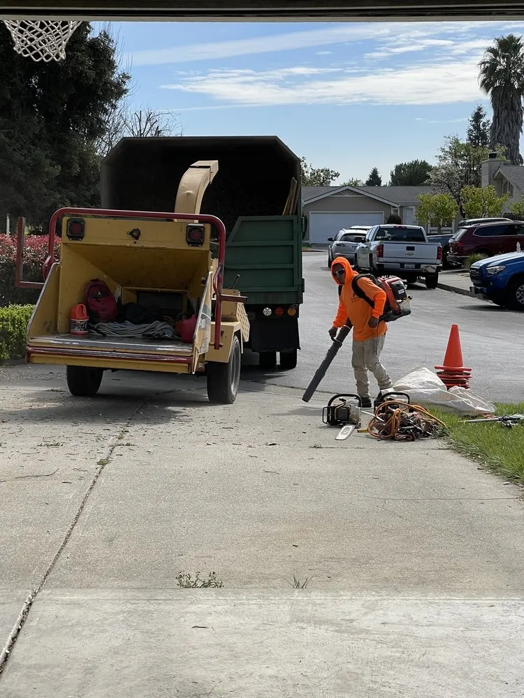 Professional lawn care service in Concord, CA - Vazquez Tree Services and Landscaping
