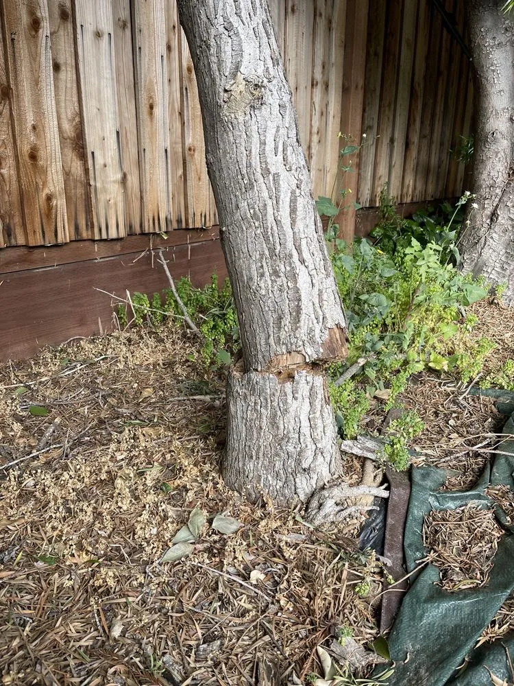 Professional landscaping services in Concord, CA by Vazquez Tree Services and Landscaping