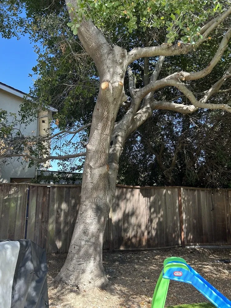 Professional garden landscaping for year-round maintenance in Concord, CA by Vazquez Tree Services and Landscaping