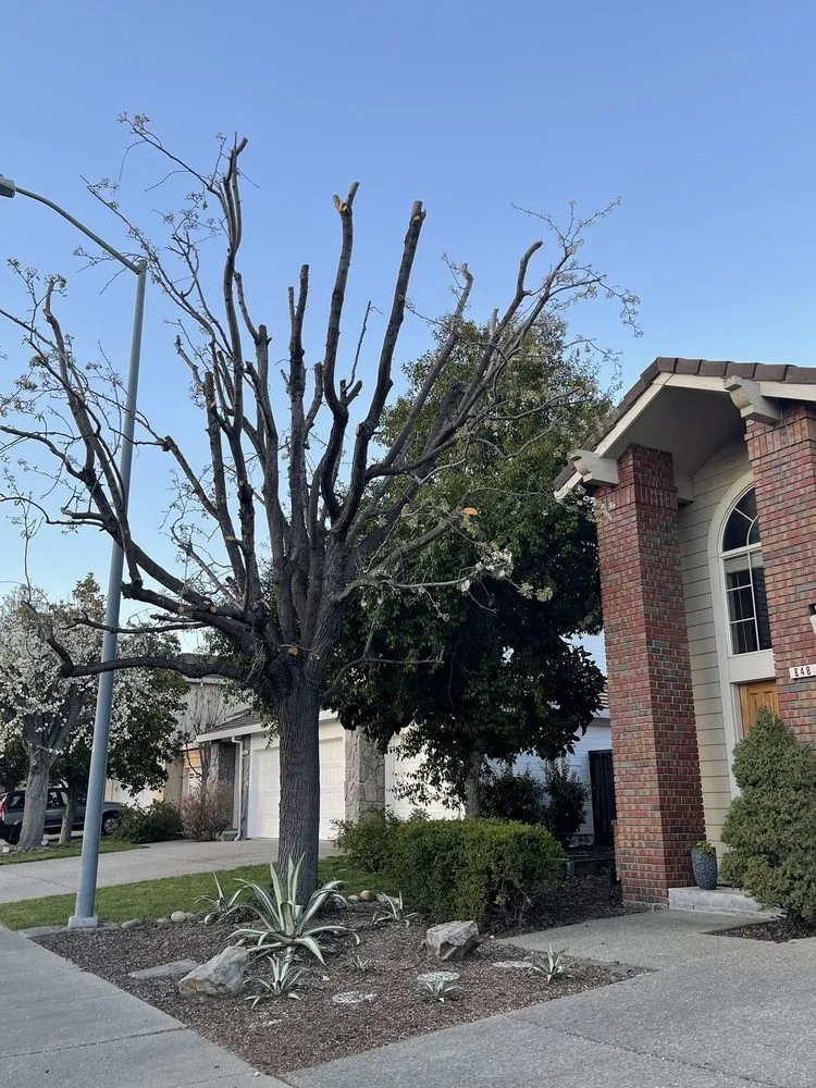 Trusted landscape installation experts serving Concord, CA - Vazquez Tree Services and Landscaping