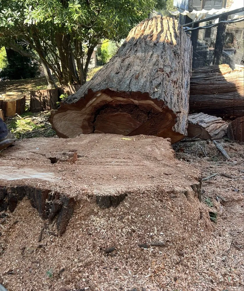 Local landscape design in Concord, CA by Vazquez Tree Services and Landscaping