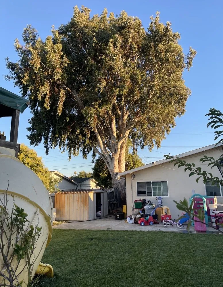 Local landscape design in Concord, CA by Vazquez Tree Services and Landscaping