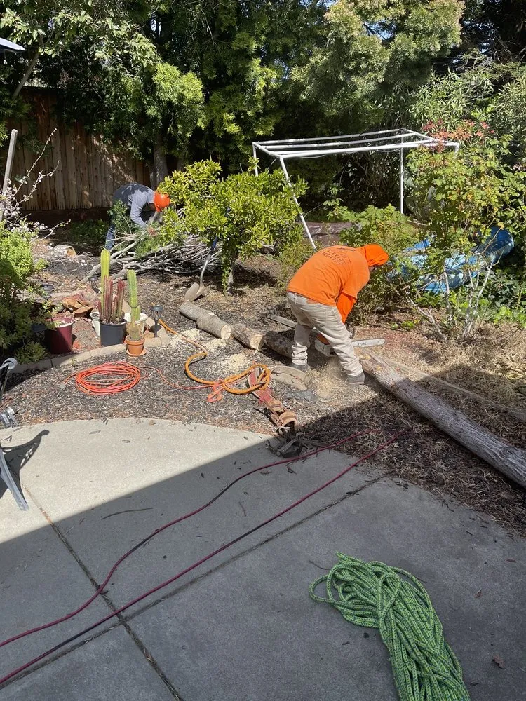 Local landscape design in Concord, CA by Vazquez Tree Services and Landscaping