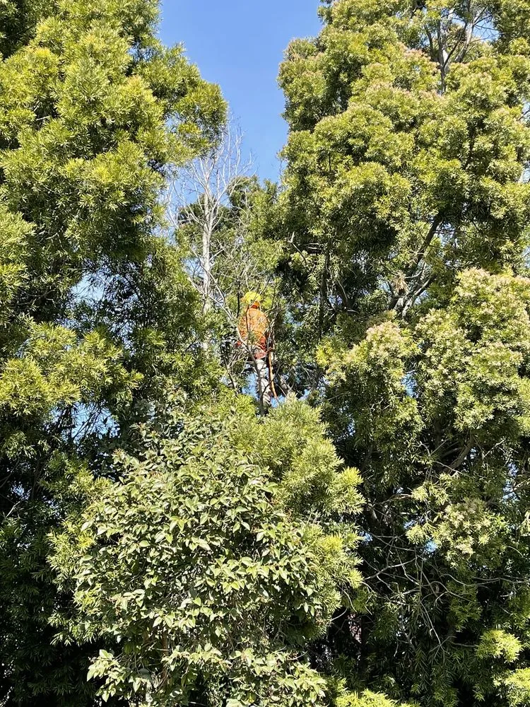 Trusted landscape design in Concord, CA by Vazquez Tree Services and Landscaping