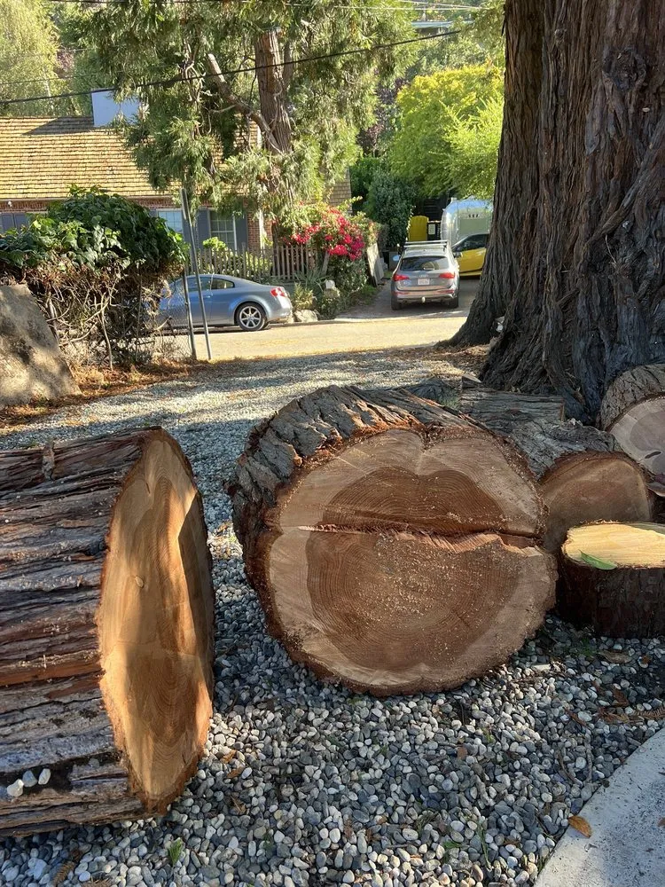 Expert lawn mowing service in Concord, CA - Vazquez Tree Services and Landscaping