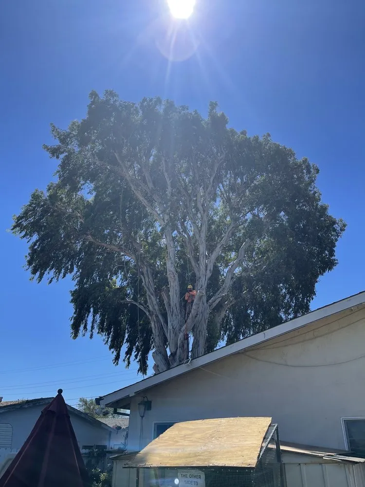 Professional yard cleanup service in Concord, CA by Vazquez Tree Services and Landscaping