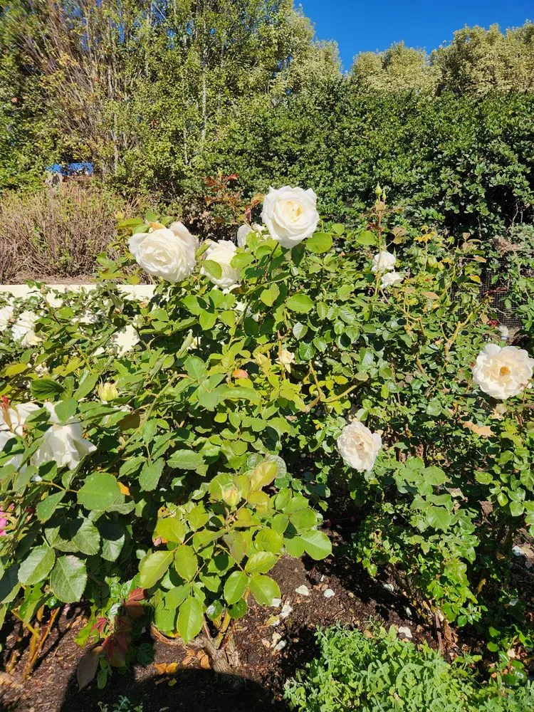 Top-rated outdoor landscaping in Goleta, CA - V&B Landscape