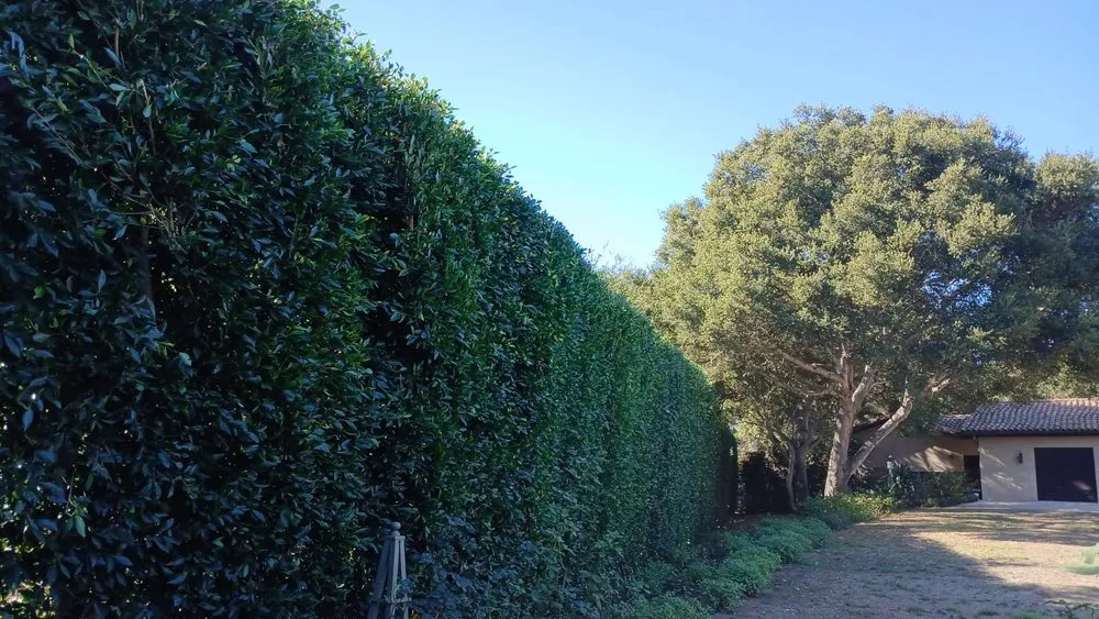 Trusted residential landscaping experts serving Goleta, CA - V&B Landscape