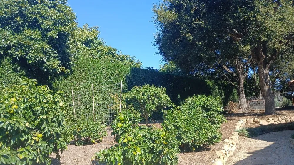 Professional yard maintenance in Goleta, CA - V&B Landscape