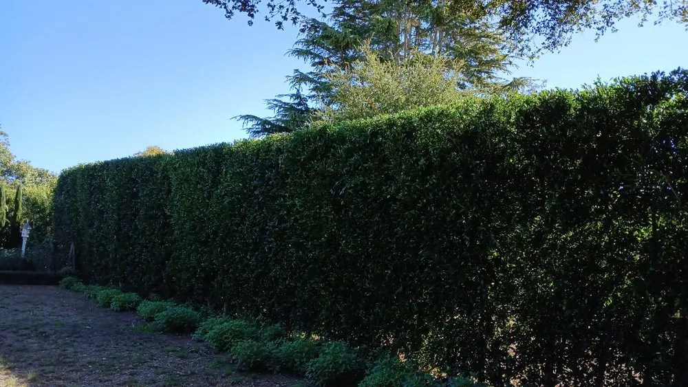 Reliable landscape installation for year-round maintenance in Goleta, CA by V&B Landscape