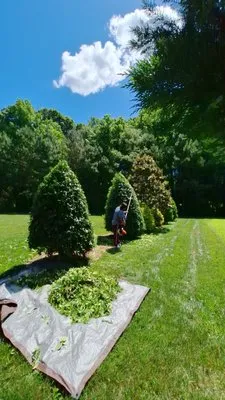 VD Landscaping Logo