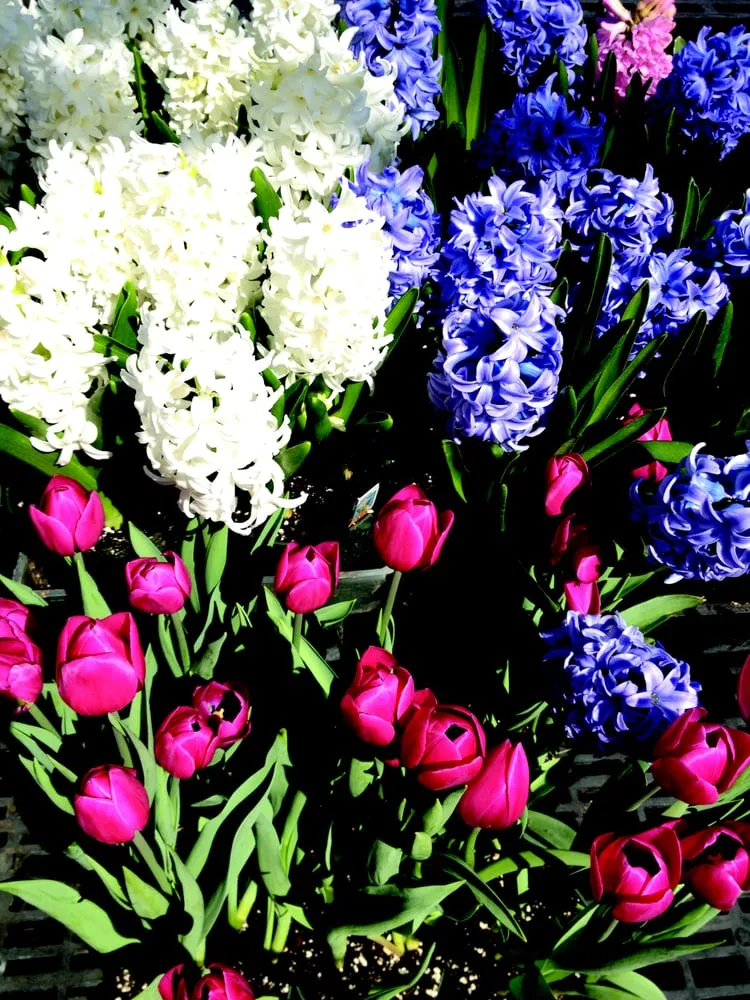 Professional residential landscaping in Greenwich, CT - V.D.B. Bukov Landscape Design