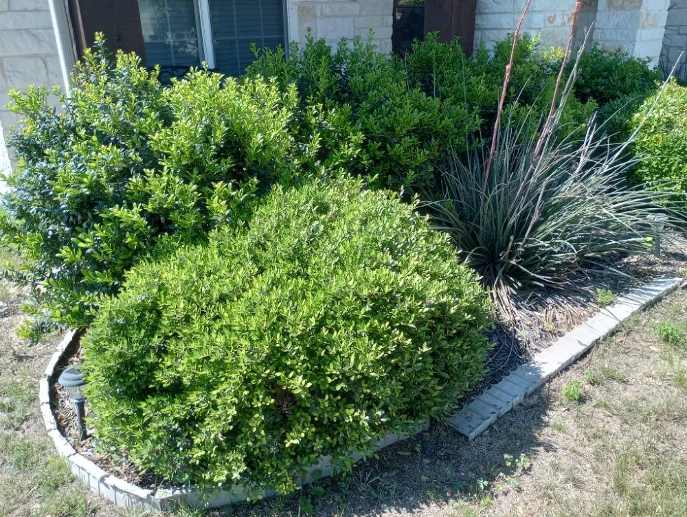 Trusted lawn care service experts serving San Antonio, TX - V&E Landscaping And Lawn Care