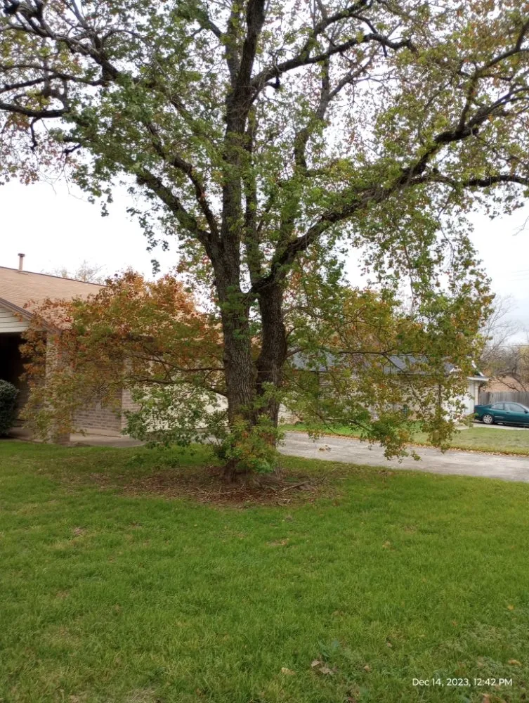 Expert yard cleanup service for residential properties across San Antonio, TX - V&E Landscaping And Lawn Care