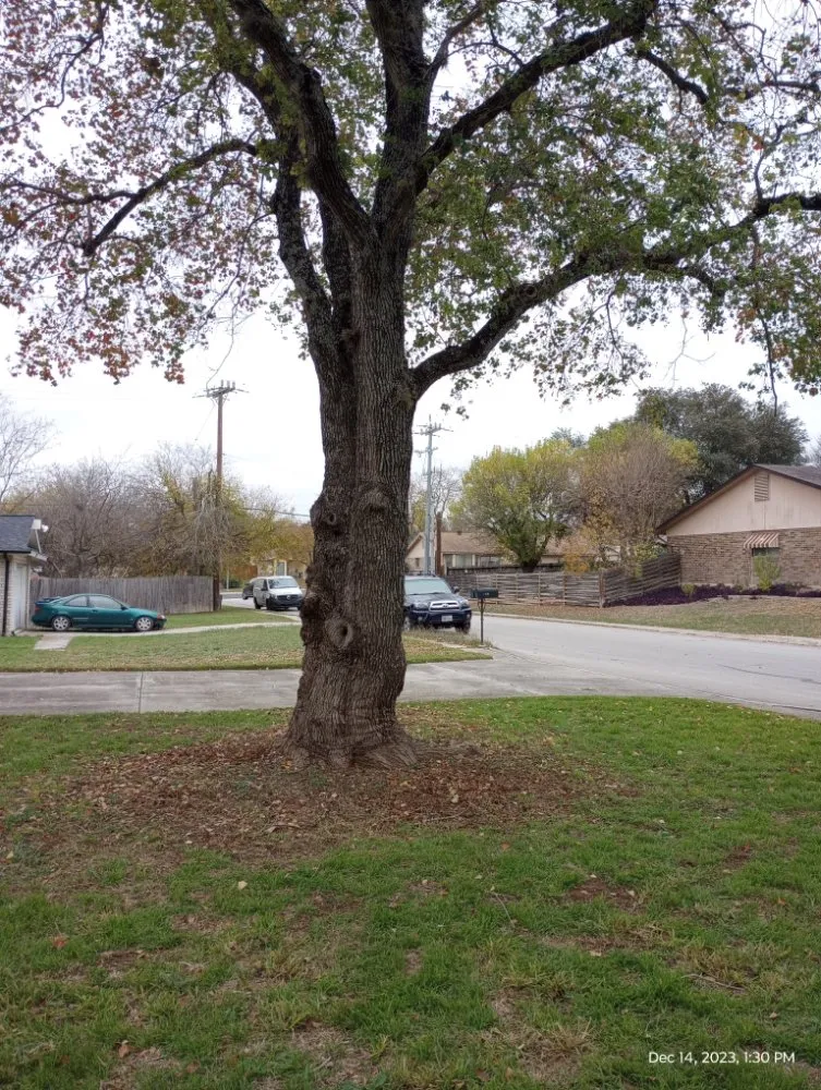 Reliable garden landscaping for year-round maintenance in San Antonio, TX by V&E Landscaping And Lawn Care