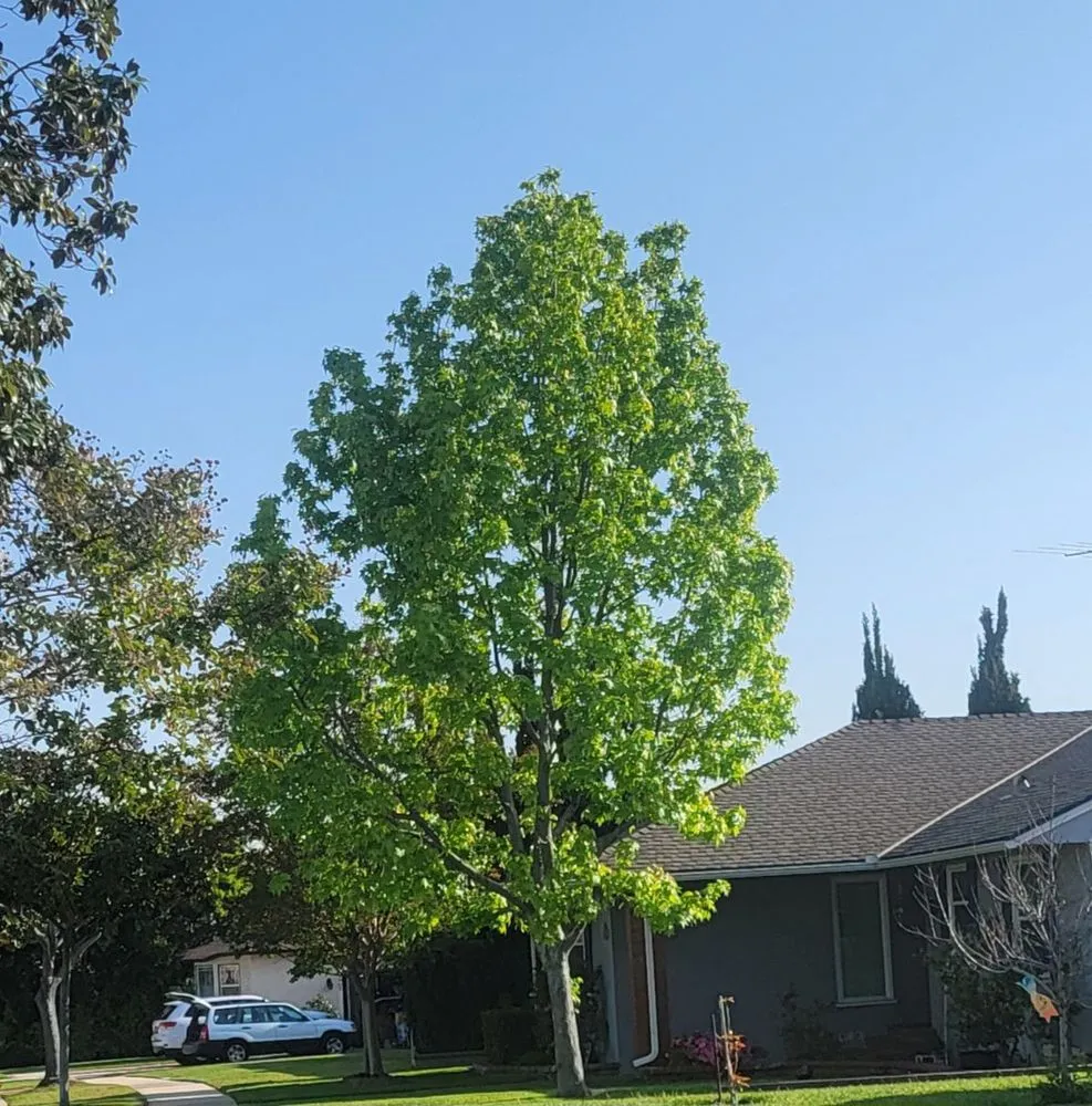 Trusted yard cleanup service with custom design across Orange, CA - V&E Tree Service