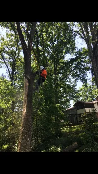 Custom lawn care service experts serving Orange, CA - V&E Tree Service