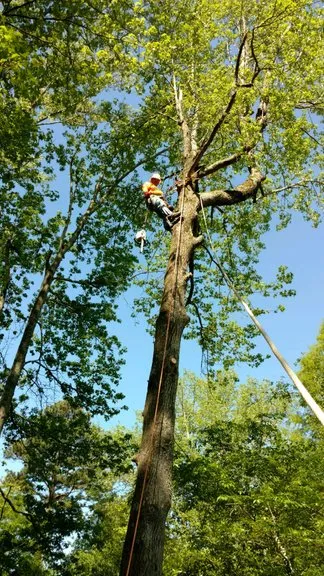 Affordable residential landscaping for beautiful yards across Orange, CA - V&E Tree Service