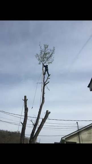 Top-rated landscaping services in Orange, CA - V&E Tree Service