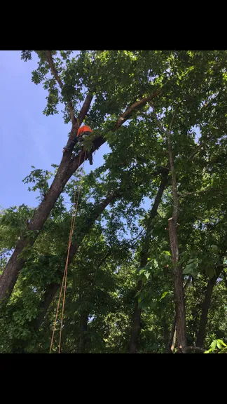 Expert residential landscaping for year-round maintenance in Orange, CA by V&E Tree Service