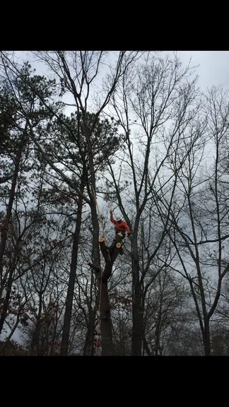 Affordable residential landscaping experts serving Orange, CA - V&E Tree Service