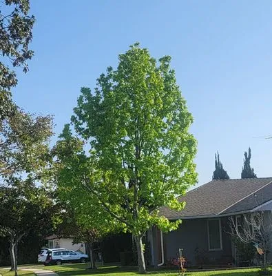 V&E Tree Service Logo