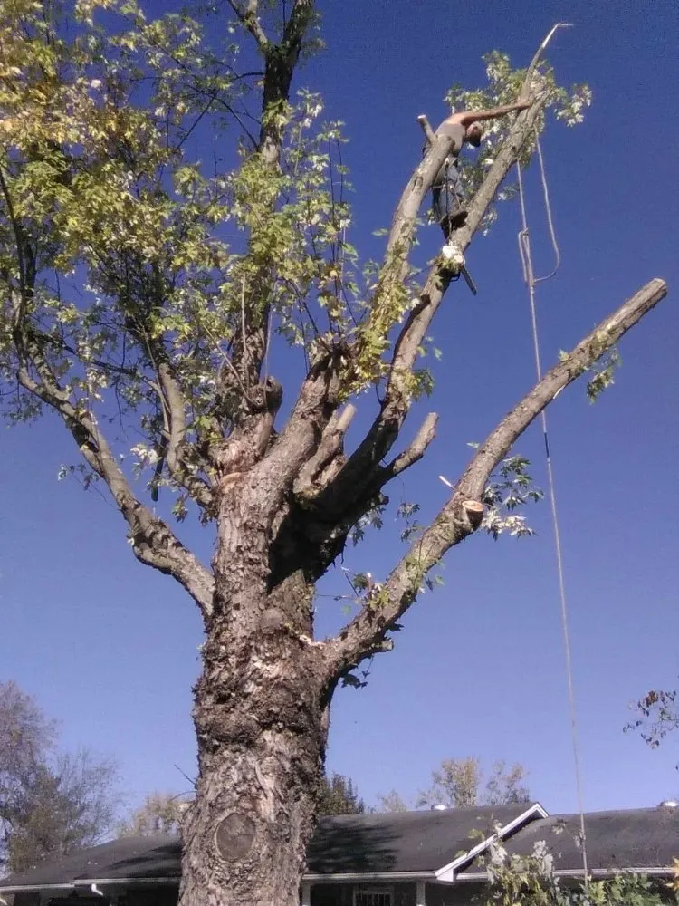 Local outdoor landscaping in Erwin, TN - Veatch & Sons Tree & Lawn Services